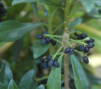 Invasive Daphne Seeds